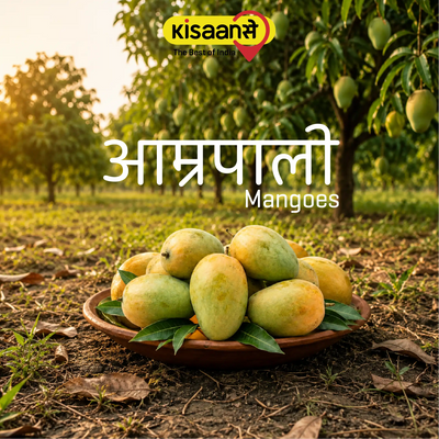 Jharkhand Amrapali Mango