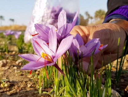 KisaanSay gallery image