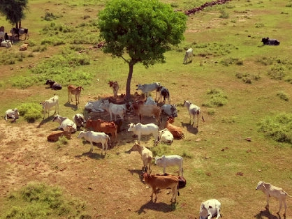 KisaanSay gallery image